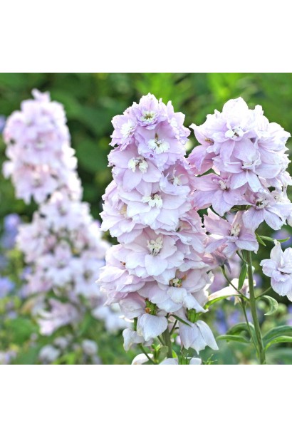 Дельфініум Magic Fountains Cherry Blossom White Bee у цвітінні